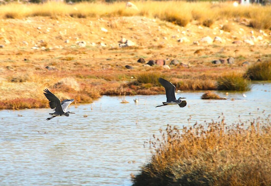EuroBirdwatch 2025 - Grey Herons in Flight